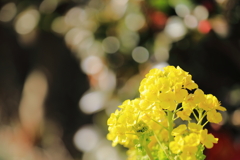 菜の花が咲く頃