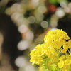 菜の花が咲く頃