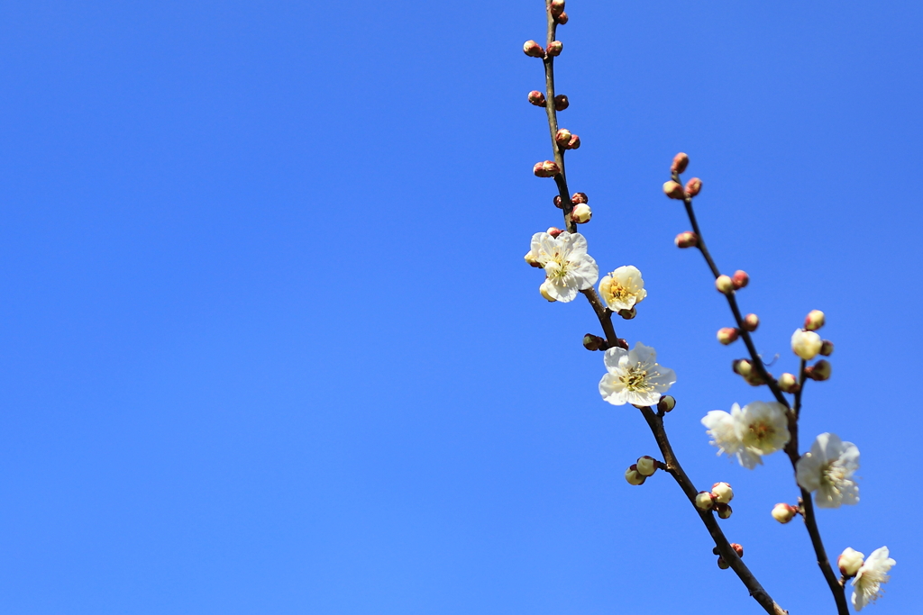 青空に梅の花が咲く