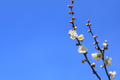 青空に梅の花が咲く