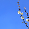 青空に梅の花が咲く