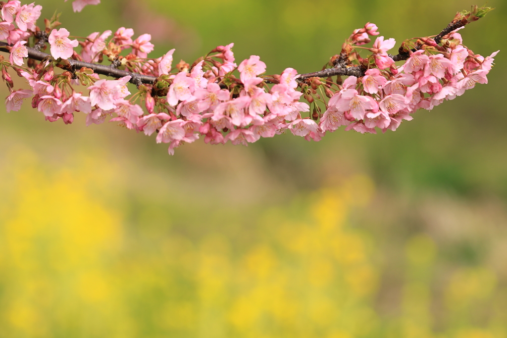 河津桜と菜の花