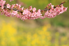 河津桜と菜の花