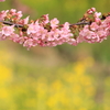 河津桜と菜の花
