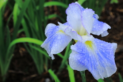 花菖蒲の候