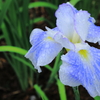 花菖蒲の候