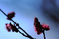 梅の花2