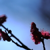 梅の花2