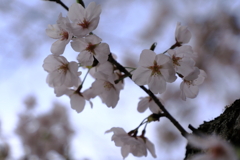 桜の開花
