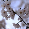 桜の開花