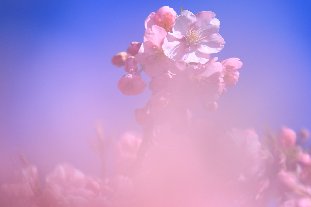 ほんわか河津桜
