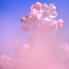 ほんわか河津桜
