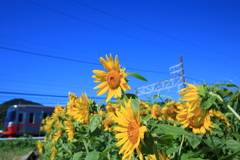 夏らしい1枚