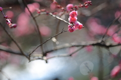 写り込み