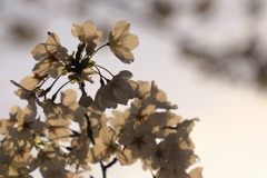 満開の桜