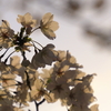 満開の桜