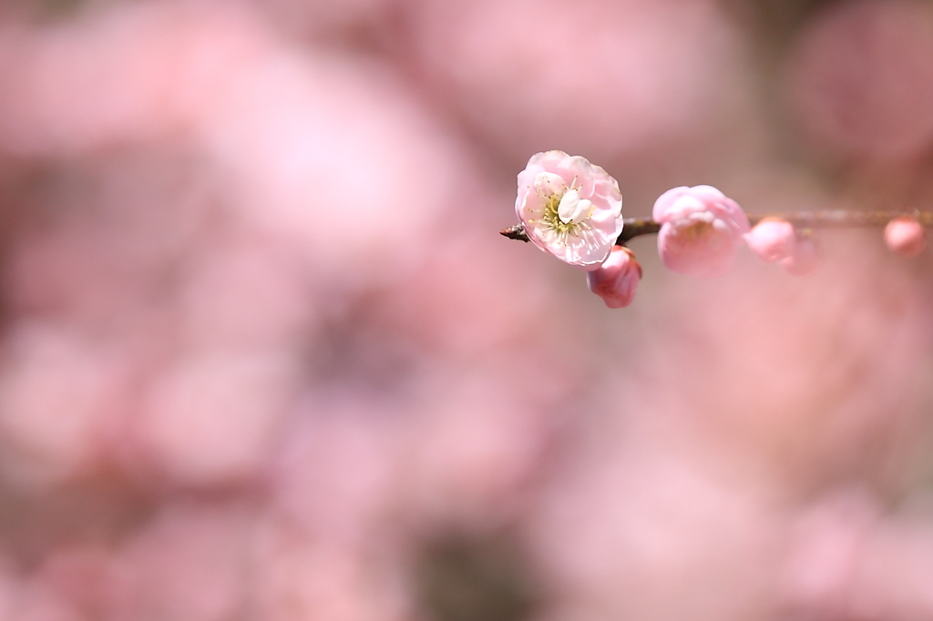 ほんわか梅の花