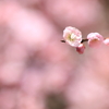 ほんわか梅の花