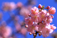 青空と似合う河津桜