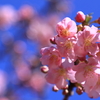 青空と似合う河津桜