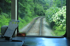 箱根登山鉄道あじさい列車２