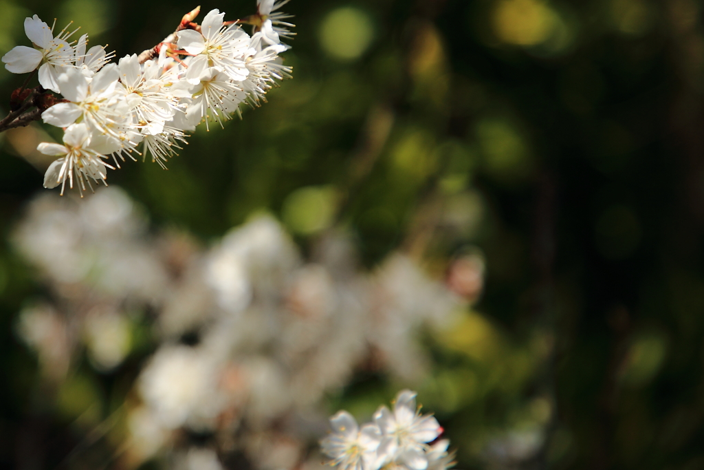 梅の花