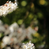 梅の花