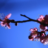 梅の季節