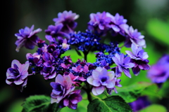 雨の日の紫陽花
