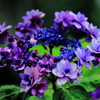 雨の日の紫陽花