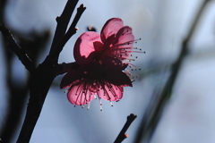 梅の花