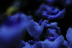 幻想的な花菖蒲