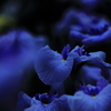 幻想的な花菖蒲