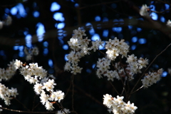 光と影の梅の花