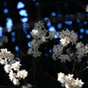 光と影の梅の花