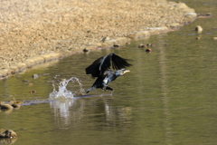 カワウのTakeOFF