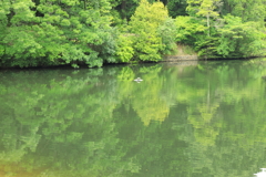 新緑の写り込み