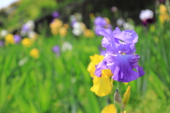 花菖蒲