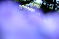 紫陽花の季節