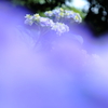 紫陽花の季節