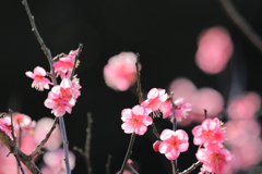 梅