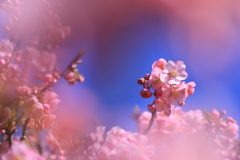 河津桜の中に河津桜