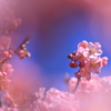 河津桜の中に河津桜