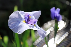 輝く花しょうぶ