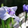 輝く花しょうぶ