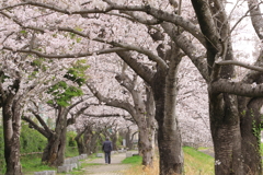 桜のトンネル