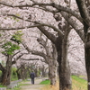 桜のトンネル