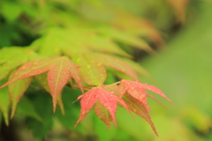 雨の日のもみじ
