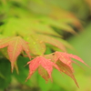 雨の日のもみじ