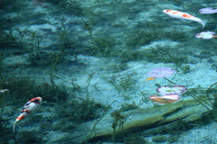 モネの池